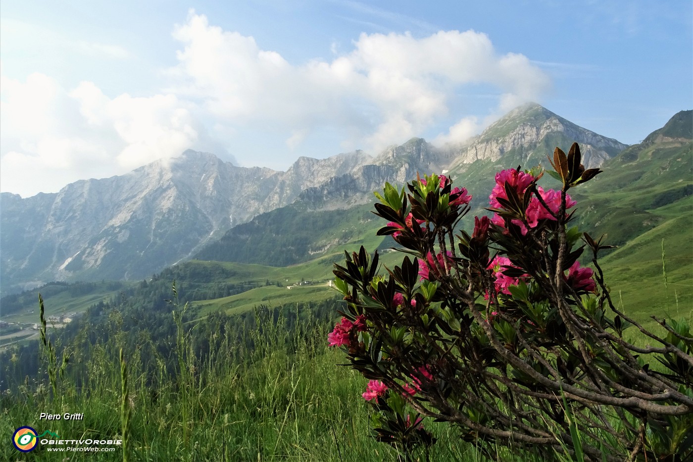 13 Rododendri in fiore con vista sulla costiera Cavallo-Pegherolo.JPG